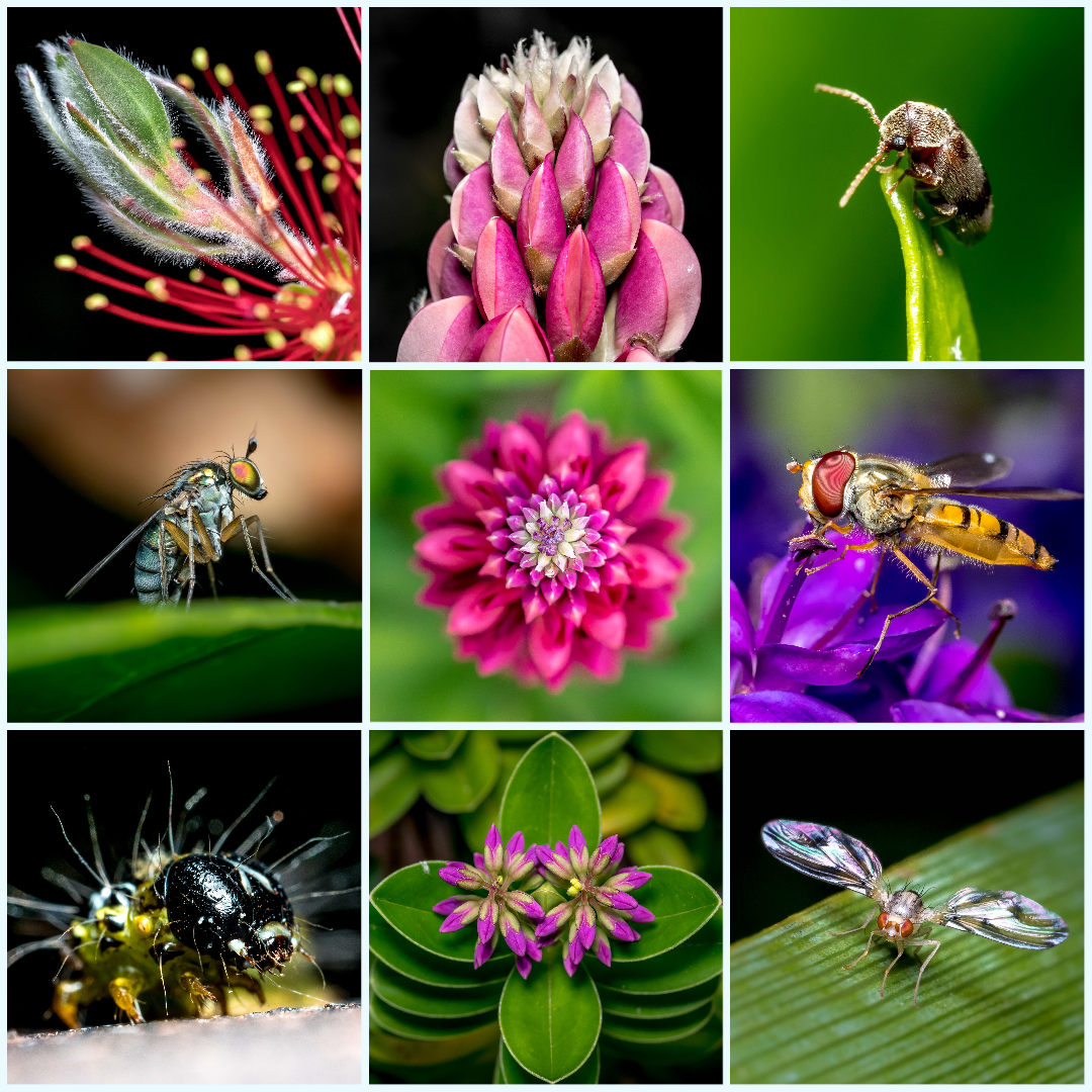 ChandosGardenMicro10 (1)