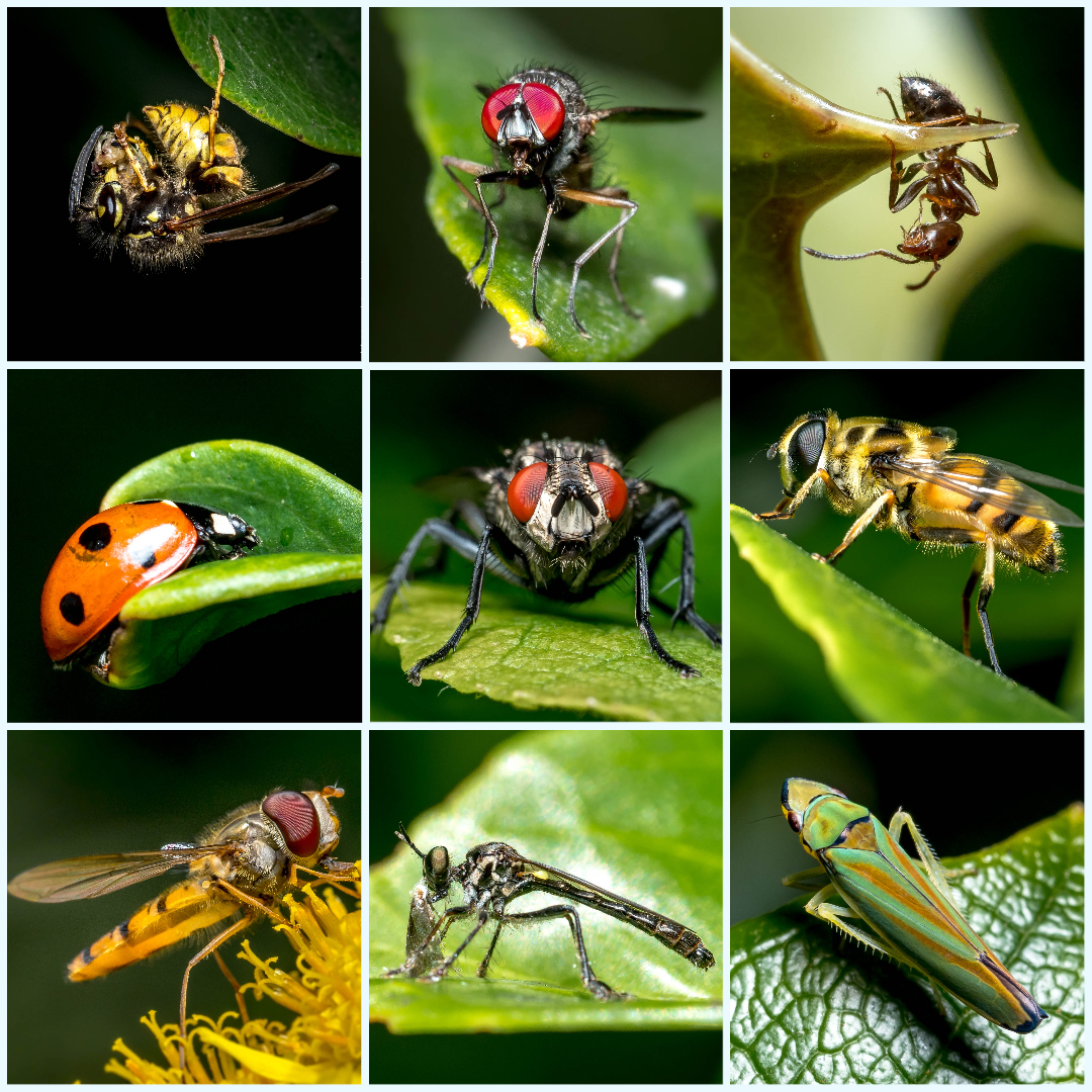 ChandosGardenMicro14