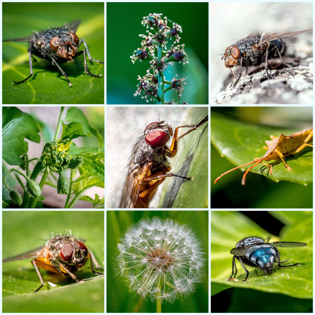 ChandosGardenMicro2 (1)