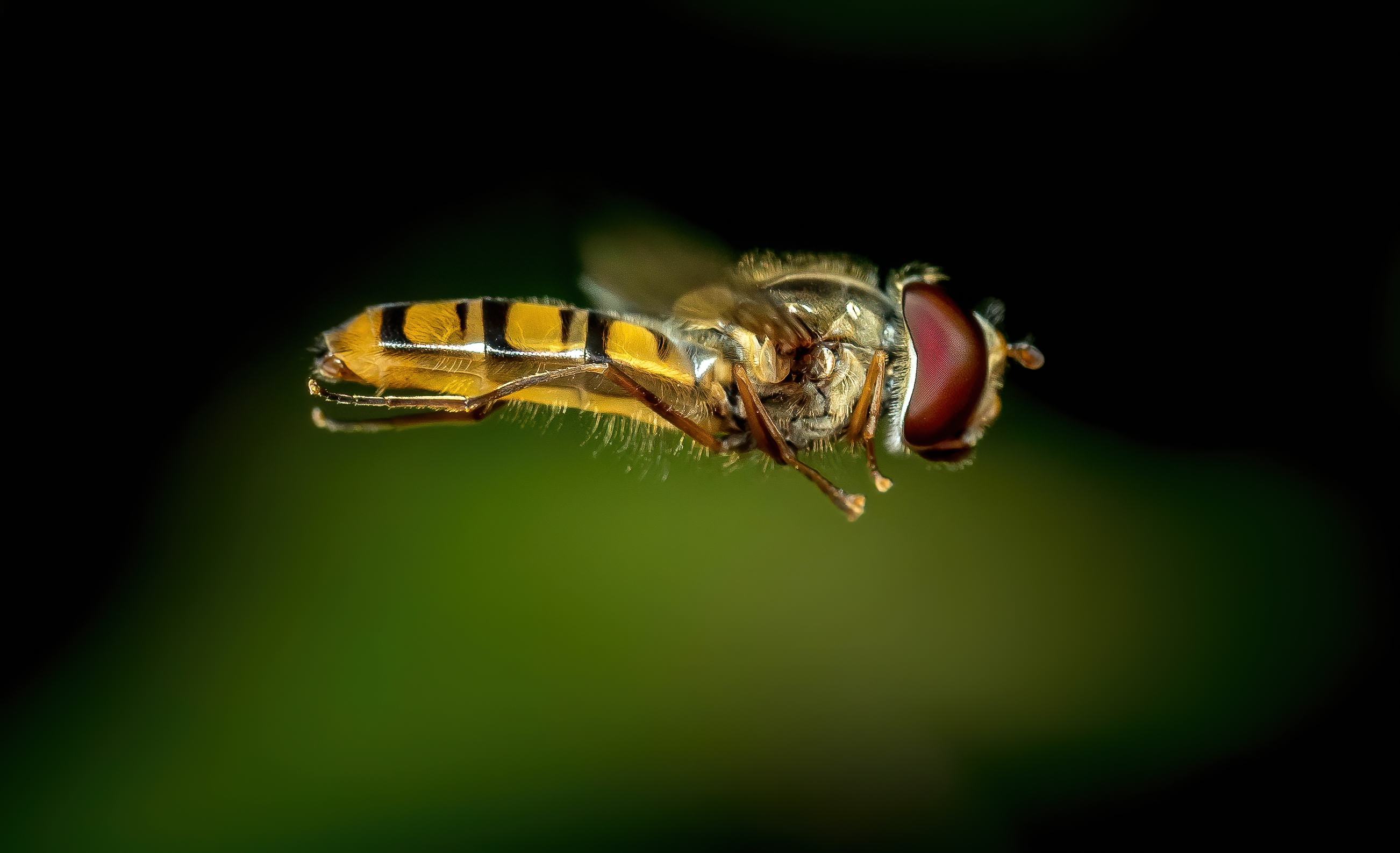 P6162964-2-denoise-denoise